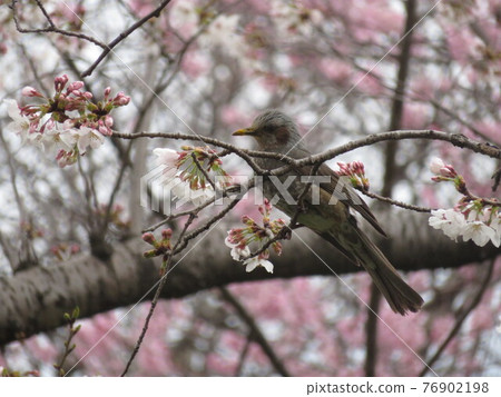 吸吮櫻花花蜜的鵯 76902198