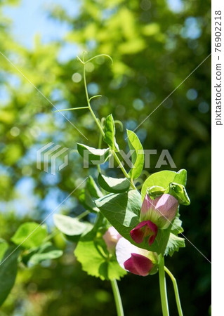 廚房花園 Kinusaya Sayaendo 廚房花園 Kinusaya Sayaendo 76902218