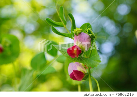 廚房花園 Kinusaya Sayaendo 廚房花園 Kinusaya Sayaendo 76902219