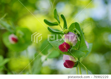 廚房花園 Kinusaya Sayaendo 廚房花園 Kinusaya Sayaendo 76902220