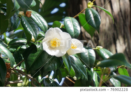 白色山茶花 白色山茶花 76902228