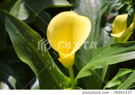 Ashikaga Flower Park Flower Flower Flower Ashikaga Flower Park Flower Flower Flower 76902437