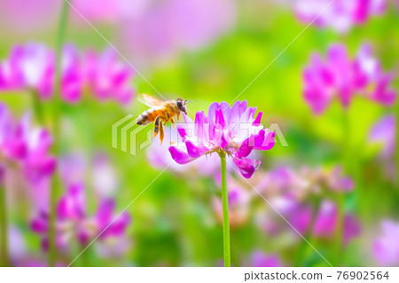 蜜蜂和遊俠領域 76902564