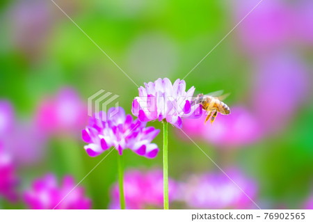 Bees and astragalus fields Bees and astragalus fields 76902565