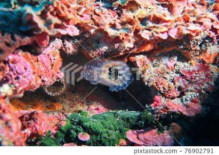 sea squirt diving dragon cave new Taipei City Taiwan sea squirt diving dragon cave new Taipei City Taiwan 76902791