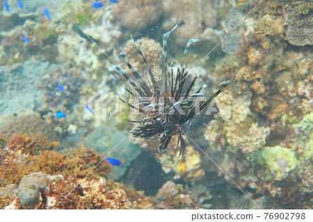 lionfish diving dragon cave new taipei city taiwan 76902798