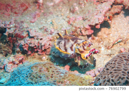 Flame Flower Branch Diving Dragon Cave New Taipei City Taiwan 76902799