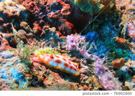nudibranch sea hare diving dragon cave new Taipei City Taiwan 76902800