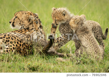 Cheetah lies beside three cubs play fighting 76902846