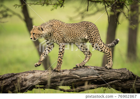 Cheetah cub walking along log lifting paw 76902867