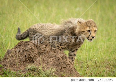Cheetah cub stands staring behind termite mound 76902869
