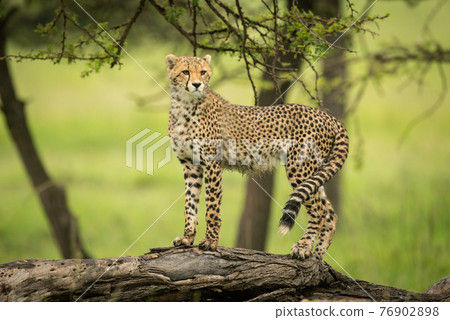 Cheetah cub standing on log looking round Cheetah cub standing on log looking round 76902898