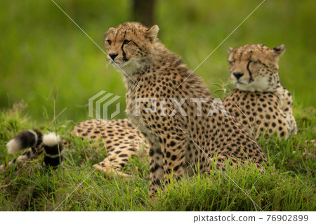 Cheetah cub sitting beside mother in grass Cheetah cub sitting beside mother in grass 76902899