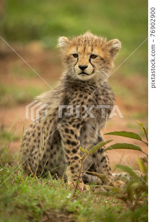 Cheetah cub sitting turning head in grass Cheetah cub sitting turning head in grass 76902900