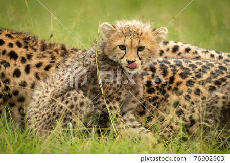 Cheetah cub sits with mother licking lips 76902903