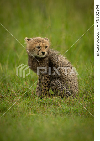 Cheetah cub sits turning head in grass Cheetah cub sits turning head in grass 76902904