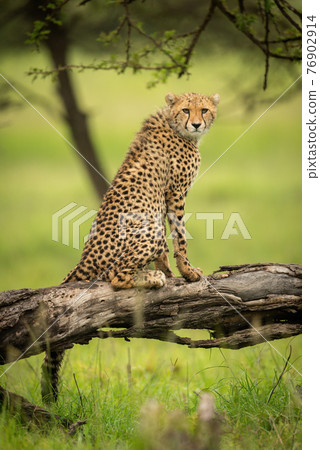 Cheetah cub sits on log eyeing camera 76902914
