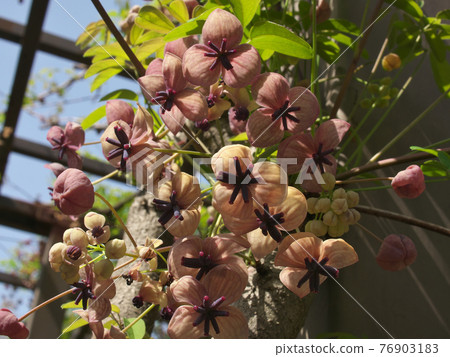 Akebi flower Akebi flower 76903183
