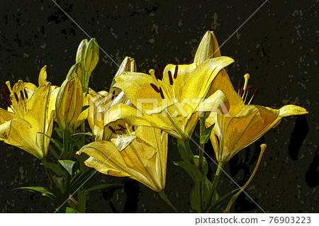 百合 百合 76903223