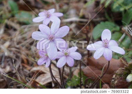 Snow race Snow race 76903322