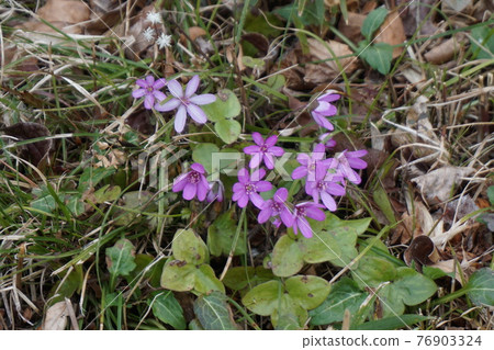 Snow race Snow race 76903324