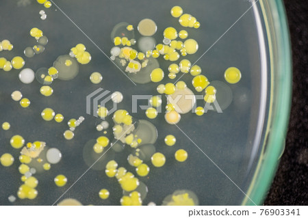 Backgrounds of Characteristics and Different shaped Colony of Bacteria and Mold growing on agar plates from Soil samples for education in Microbiology laboratory. Backgrounds of Characteristics and Different shaped Colony of Bacteria and Mold growing on agar plates from Soil samples for education in Microbiology laboratory. 76903341