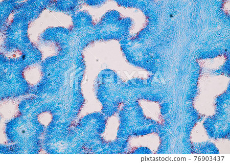 Characteristics of fungi living in wood as a group, are polyphyletic under the microscope for education. Characteristics of fungi living in wood as a group, are polyphyletic under the microscope for education. 76903437