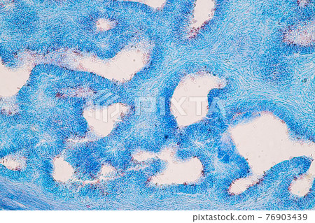 Characteristics of fungi living in wood as a group, are polyphyletic under the microscope for education. Characteristics of fungi living in wood as a group, are polyphyletic under the microscope for education. 76903439