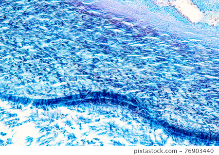Characteristics of fungi living in wood as a group, are polyphyletic under the microscope for education. Characteristics of fungi living in wood as a group, are polyphyletic under the microscope for education. 76903440