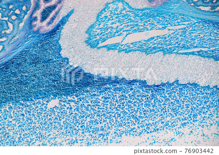 Characteristics of fungi living in wood as a group, are polyphyletic under the microscope for education. 76903442