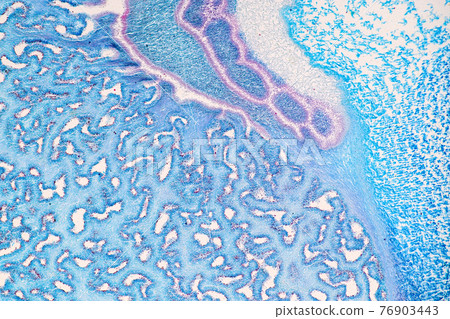 Characteristics of fungi living in wood as a group, are polyphyletic under the microscope for education. Characteristics of fungi living in wood as a group, are polyphyletic under the microscope for education. 76903443