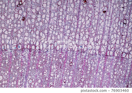 Characteristics of fungi living in wood as a group, are polyphyletic under the microscope for education. Characteristics of fungi living in wood as a group, are polyphyletic under the microscope for education. 76903460