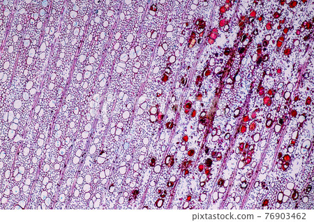 Characteristics of fungi living in wood as a group, are polyphyletic under the microscope for education. Characteristics of fungi living in wood as a group, are polyphyletic under the microscope for education. 76903462