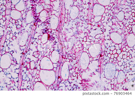 Characteristics of fungi living in wood as a group, are polyphyletic under the microscope for education. Characteristics of fungi living in wood as a group, are polyphyletic under the microscope for education. 76903464