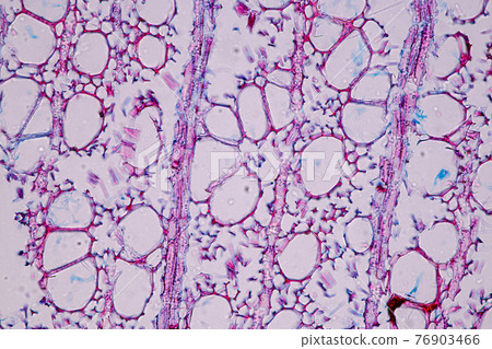 Characteristics of fungi living in wood as a group, are polyphyletic under the microscope for education. Characteristics of fungi living in wood as a group, are polyphyletic under the microscope for education. 76903466