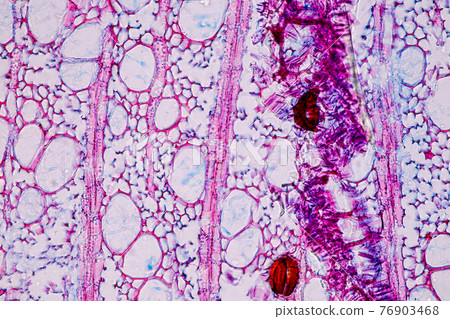 Characteristics of fungi living in wood as a group, are polyphyletic under the microscope for education. Characteristics of fungi living in wood as a group, are polyphyletic under the microscope for education. 76903468