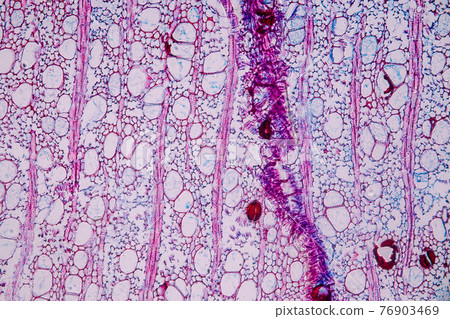 Characteristics of fungi living in wood as a group, are polyphyletic under the microscope for education. Characteristics of fungi living in wood as a group, are polyphyletic under the microscope for education. 76903469
