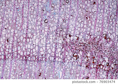 Characteristics of fungi living in wood as a group, are polyphyletic under the microscope for education. Characteristics of fungi living in wood as a group, are polyphyletic under the microscope for education. 76903474