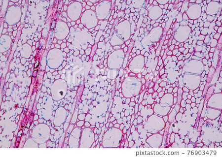 Characteristics of fungi living in wood as a group, are polyphyletic under the microscope for education. Characteristics of fungi living in wood as a group, are polyphyletic under the microscope for education. 76903479