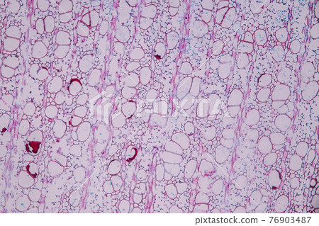 Characteristics of fungi living in wood as a group, are polyphyletic under the microscope for education. Characteristics of fungi living in wood as a group, are polyphyletic under the microscope for education. 76903487