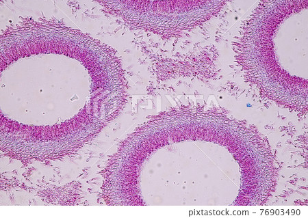 Characteristics of fungi living in wood as a group, are polyphyletic under the microscope for education. Characteristics of fungi living in wood as a group, are polyphyletic under the microscope for education. 76903490