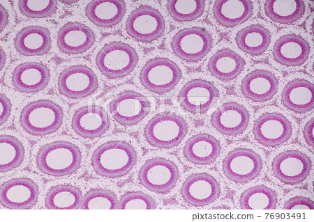 Characteristics of fungi living in wood as a group, are polyphyletic under the microscope for education. Characteristics of fungi living in wood as a group, are polyphyletic under the microscope for education. 76903491