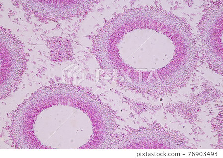 Characteristics of fungi living in wood as a group, are polyphyletic under the microscope for education. Characteristics of fungi living in wood as a group, are polyphyletic under the microscope for education. 76903493