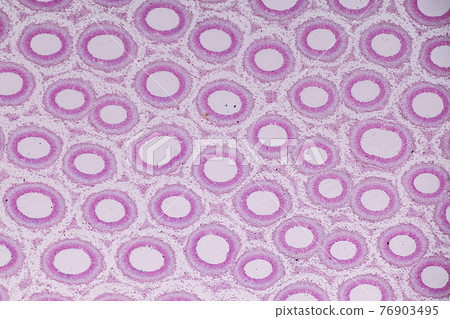 Characteristics of fungi living in wood as a group, are polyphyletic under the microscope for education. Characteristics of fungi living in wood as a group, are polyphyletic under the microscope for education. 76903495