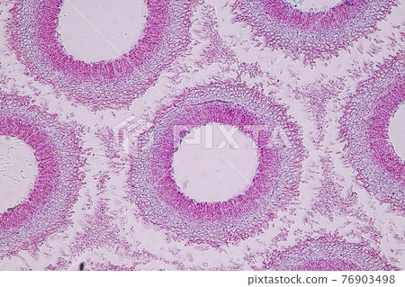 Characteristics of fungi living in wood as a group, are polyphyletic under the microscope for education. Characteristics of fungi living in wood as a group, are polyphyletic under the microscope for education. 76903498