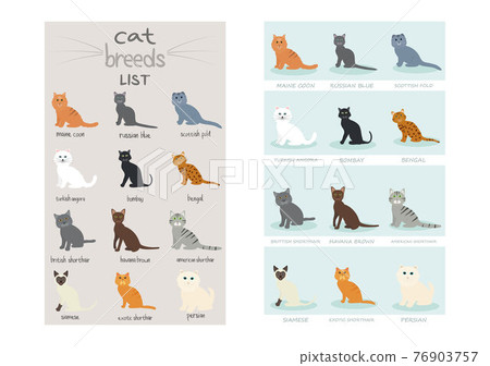 Group of Cute Cat Breeds List Cartoon Animal Illustration To Background or Wallpaper 76903757