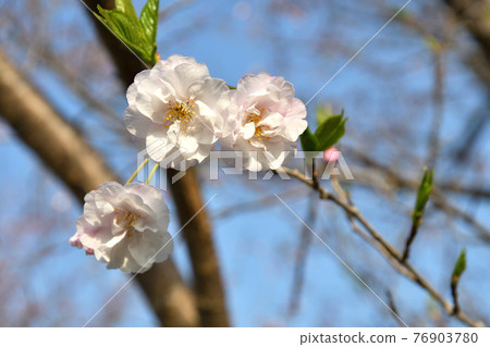 樹種：江戶櫻，薔薇科 76903780