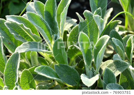Plant: Ramsuya Labiatae Plant: Ramsuya Labiatae 76903781