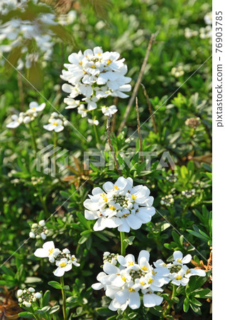 植物：芸薹科 76903785