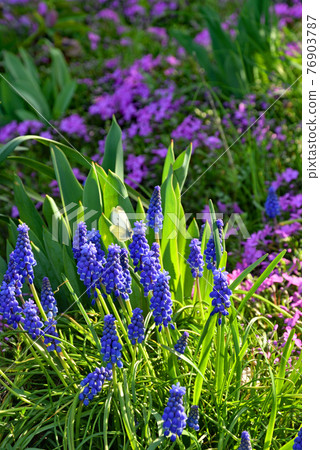 Plant: Muscari, Asparagus family Plant: Muscari, Asparagus family 76903787